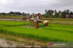 Dinas Pertanian Bengkulu dorong petani percepat tanam padi