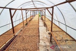 Komanja : Kenaikan harga kopi peluang bagi petani daerah