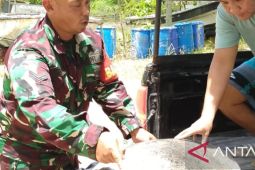 Personel Babinsa Bangka berhasil selamatkan penyu tempayan