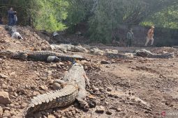 BKSDA Jabar evakuasi 51 buaya dari penangkaran di Cianjur ke Sumsel