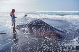 Hiu tutul terdampar di pesisir Lumajang