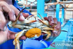 APRI nyatakan budi daya rajungan peluang menuju keberlanjutan "ekonomi biru"