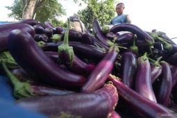 Upaya pertahankan harga jual terong