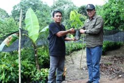 Disbun Kaltim  salurkan 20.000 bibit kakao untuk pekebun Berau