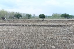 BPBD Bojonegoro sebut 57 desa masih alami kekeringan