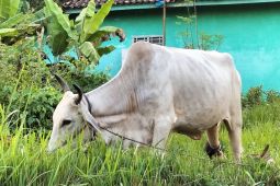 Pemprov Bengkulu gerak cepat tangani penyebaran penyakit "sapi ngorok"