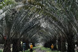 Ciptakan Klon Unggul Sawit, BRIN dan Astra Agro Kembangkan Kultur Jaringan