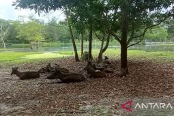 PT Timah fokuskan "Kehati" rehabilitasi satwa dilindungi
