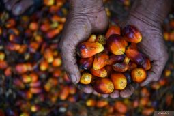 Biofuel sebagai tameng strategis Indonesia hadapi gejolak energi global