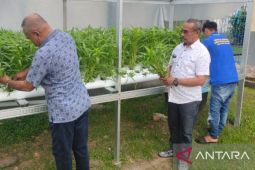 Lapas Ambon panen tanaman hidroponik wujudkan  kemandirian warga binaan