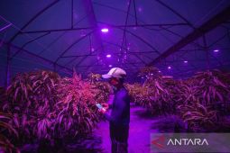 Pemanfaatan lampu ultraviolet untuk pertanian