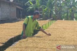 Harga panen tembakau 2024 di Kabupaten Ngawi tergolong bagus