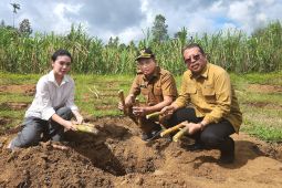 Koperasi Kana-UGM beri penyuluhan teknik "ringpit" untuk petani tebu Kabupaten Agam