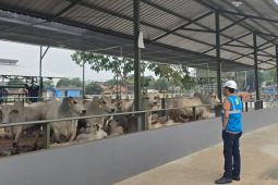 Ekonomi sepekan, anggur Muscat aman sampai lahan peternakan sapi