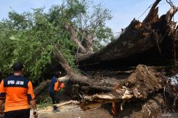 Dampak bencana angin kencang di Madiun