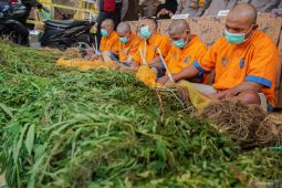 Rilis pengembangan kasus ladang ganja di kawasan TNBTS