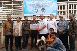 Kembali Dibantu 30 Ekor Kambing PE, Masyarakat Desa Terjun Gajah Ucapkan Banyak Terimakasih ke SKK Migas PetroChina