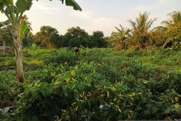 Nilai tukar petani Babel naik 0,75 persen