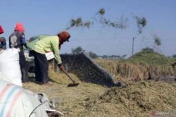 Harga gabah kering panen di Sumut  turun pada Oktober 2024