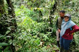 10 knop bunga Rafflesia arnoldii di Agam Sumbar gagal mekar