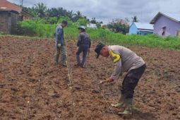 Polsek Bosar Maligas tanam ubi kayu dukung ketahanan pangan