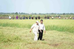 Mentan dampingi Presiden Prabowo tinjau lahan pertanian Merauke
