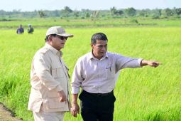 Menteri Pertanian berikan pendampingan kepada petani Merauke