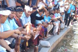 Kaesang tebar ekoenzim dan bibit lele di Tukad Badung