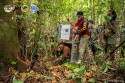 BKSDA Kalbar - YIARI lepasliarkan tujuh orangutan