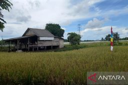 BPS: Luas panen padi di Babel meningkat 24,82 persen