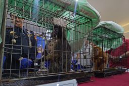 Bea Cukai tangkap warga India selundupkan empat ekor satwa dilindungi