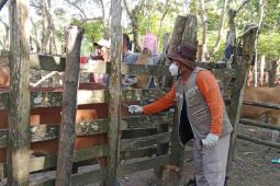 cegah penyakit Jembrana, Kementan perketat pengawasan ternak