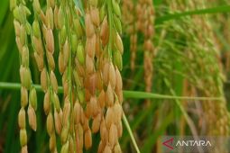 Beras varietas lokal dan "haruan" sumbang inflasi Kalsel Oktober 2024