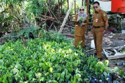 Disbun Kaltim  intensifikasi lada di tiga daerah