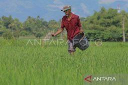 BPS proyeksikan Aceh produksi 946,71 ribu ton beras selama 2024