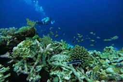 Menghidupkan jalur udara menuju "surga bawah laut" Wakatobi