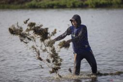 Ilmuwan kembangkan bibit rumput laut yang tahan penyakit dan adaptif perubahan iklim