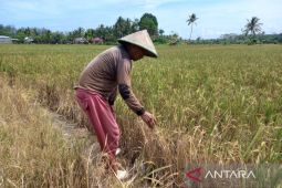 Dinas TPHP dorong sejumlah wilayah Bengkulu tanam padi biofortifikasi