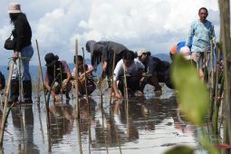 Perkumpulan Konservasi Kakatua Indonesia tanam 1.200 mangrove di Seram Barat