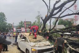 BPBD DKI gandeng Distamhut atasi pohon tumbang