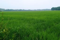 Petani Lebak sebut program pompanisasi tingkatkan tanam jadi tiga kali