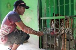 Medan Zoo revitalisasi fasilitas demi peningkatan jumlah  pengunjung