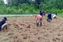 Legislative supports Batulicin residents develop grass for animal feed