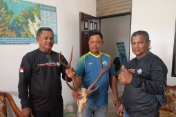 Dilindungi UU, BKSDA Maluku amankan satu opsetan tanduk rusa dari penumpang kapal