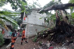 Pemkot Bogor imbau perumahan lakukan pemangkasan pohon antisipasi cuaca ekstrem