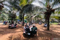 Eduwisata hingga mencicipi kelapa kopyor langsung di kebunnya