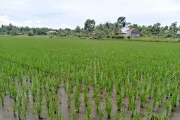 Produksi padi petani Belitung capai 802,81 ton GKG
