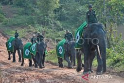 BKSDA Jambi pastikan tim giring kawanan gajah masuk ke dalam hutan