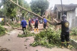 Dampak pohon tumbang, Disbudpar siap dampingi warga klaim asuransi