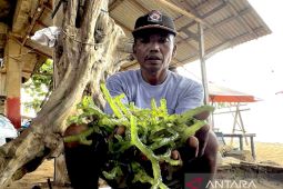 DPRD dukung wacana budi daya rumput laut di Seruyan